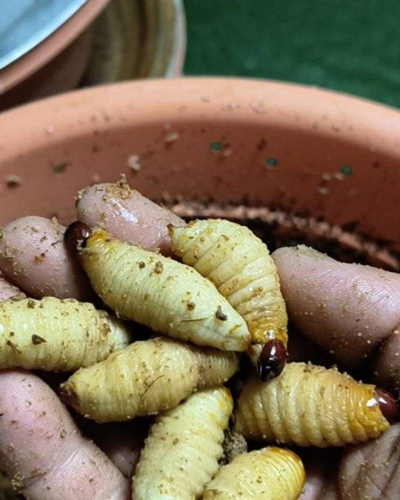 竹笋虫