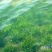 水里养的苦水草籽种，晒干后给大家采购
