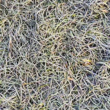水里养的苦水草籽种，晒干后给大家采购