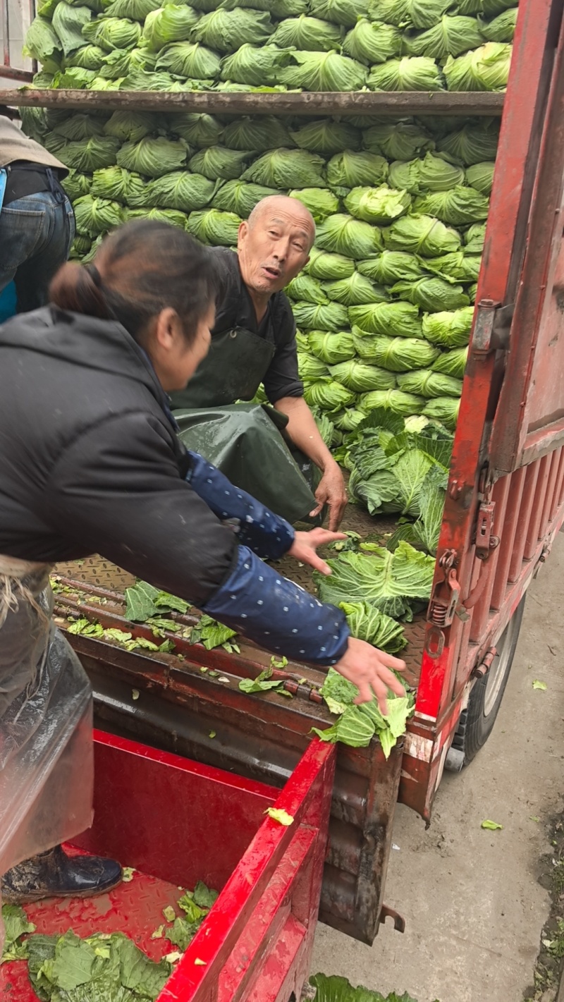 翠白菜