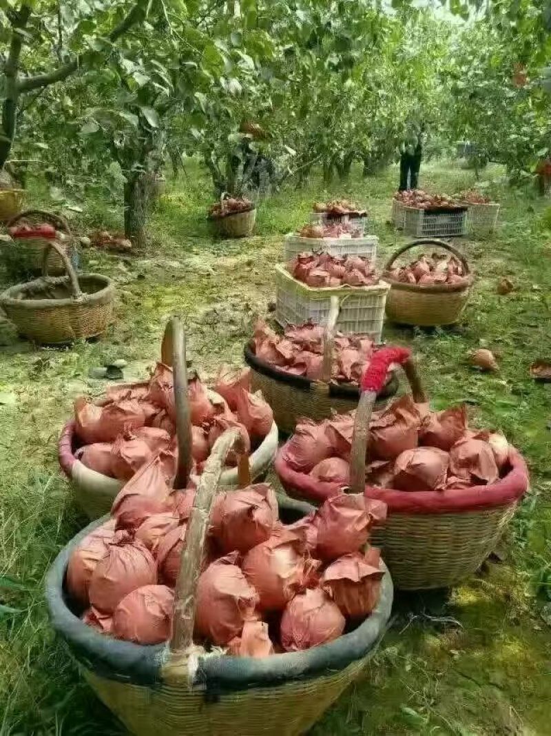 小酥梨核小渣少
