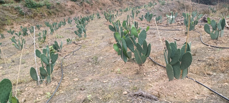 米邦塔仙人掌