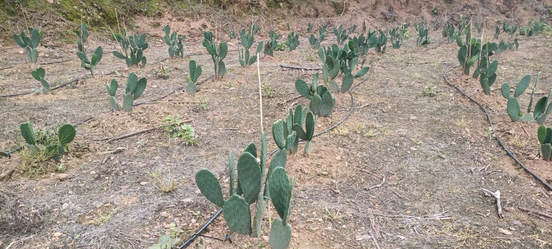米邦塔仙人掌