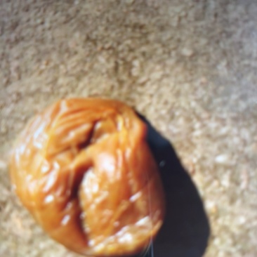 鸡宝