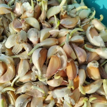 山东金乡大蒜
