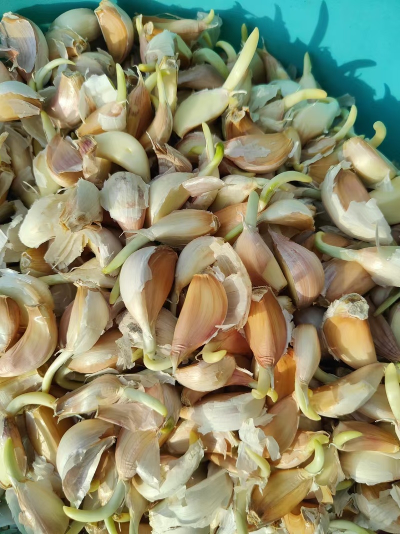 山东金乡大蒜