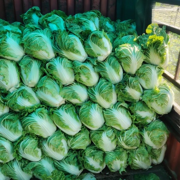 黄心白菜