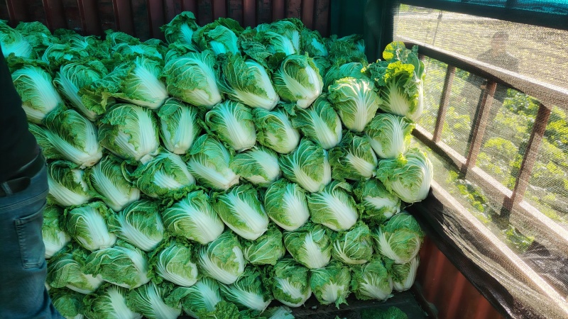 黄心白菜
