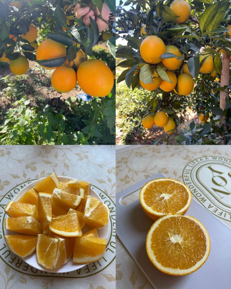 自家果园橙子价格可谈