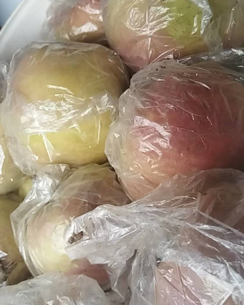 山东富士苹果