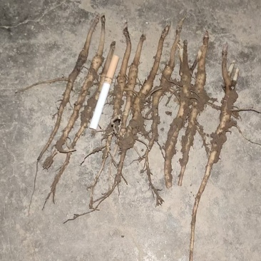 一年牡丹籽苗