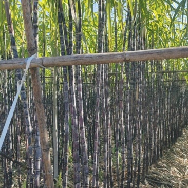 黑皮甘蔗