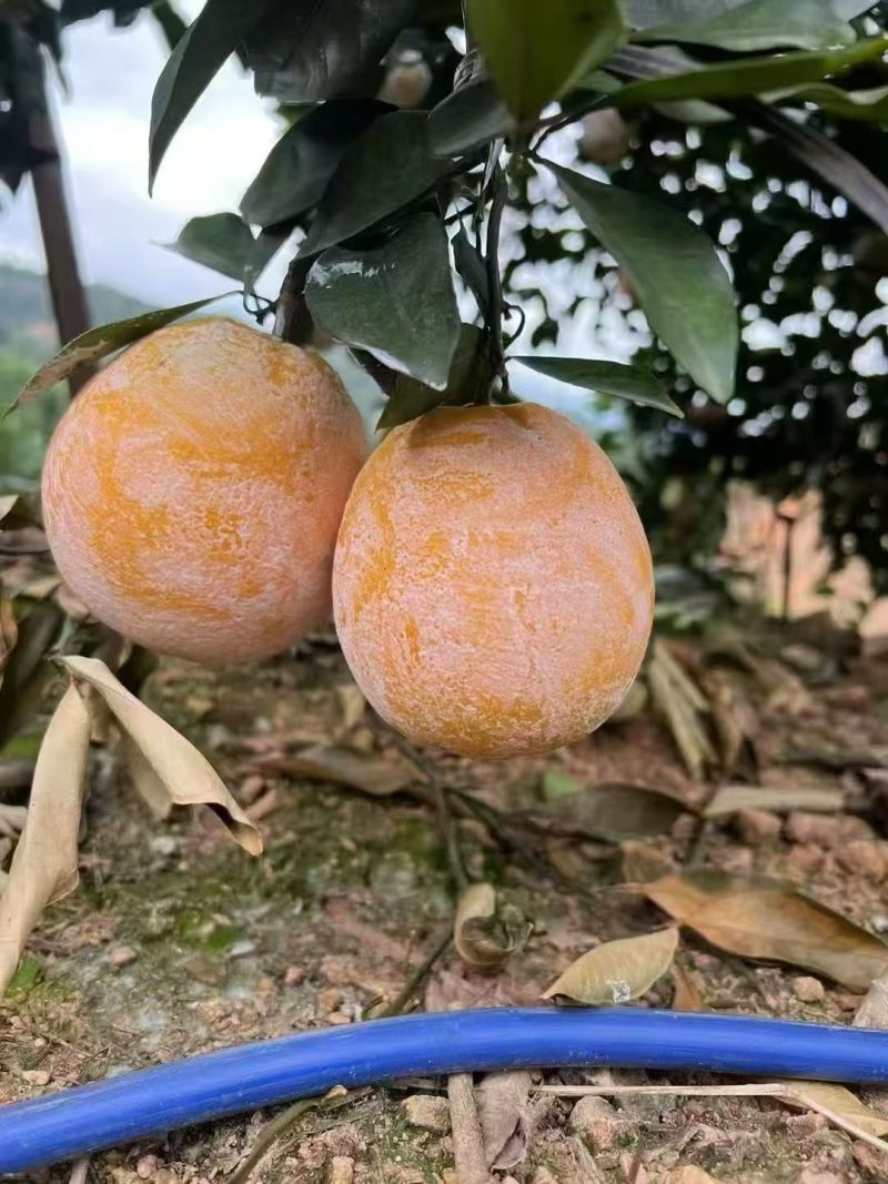 赣南脐橙