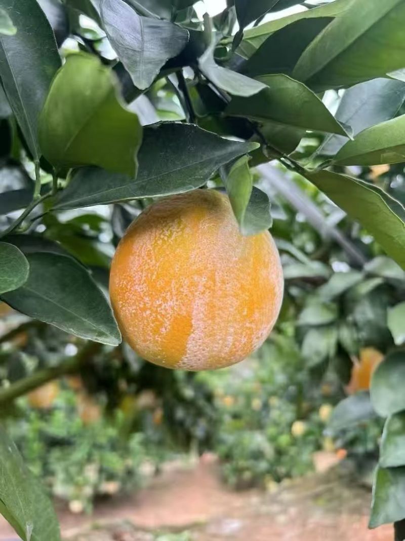 赣南脐橙