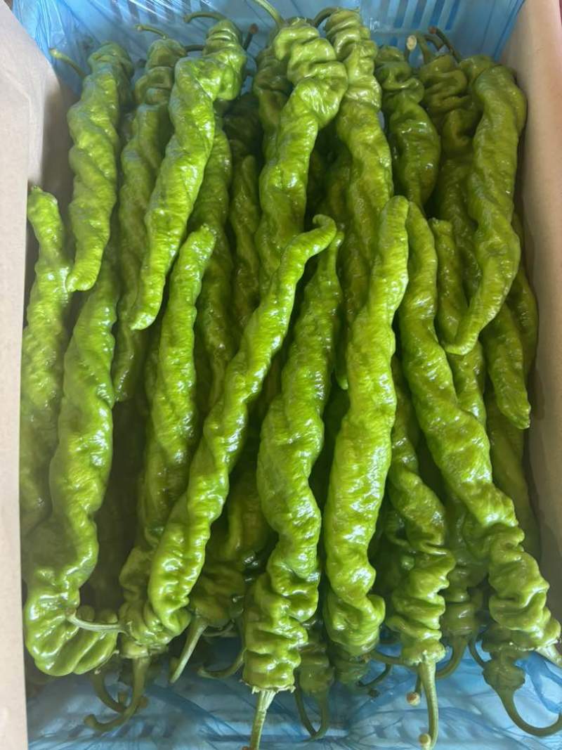 螺丝椒，天天收货，货源地，种植基地