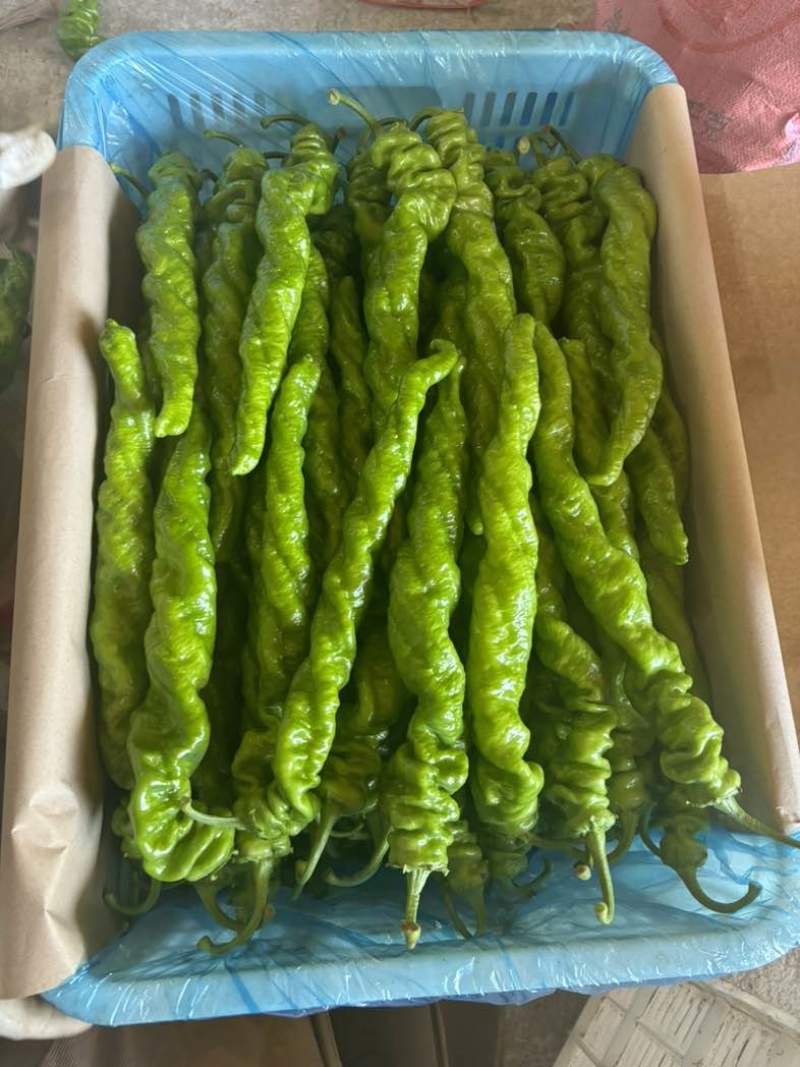 螺丝椒，天天收货，货源地，种植基地
