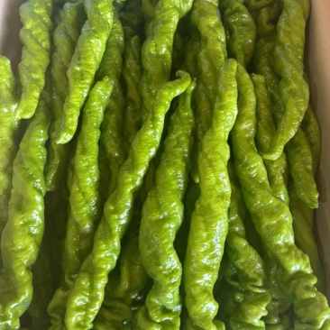 螺丝椒，天天收货，货源地，种植基地