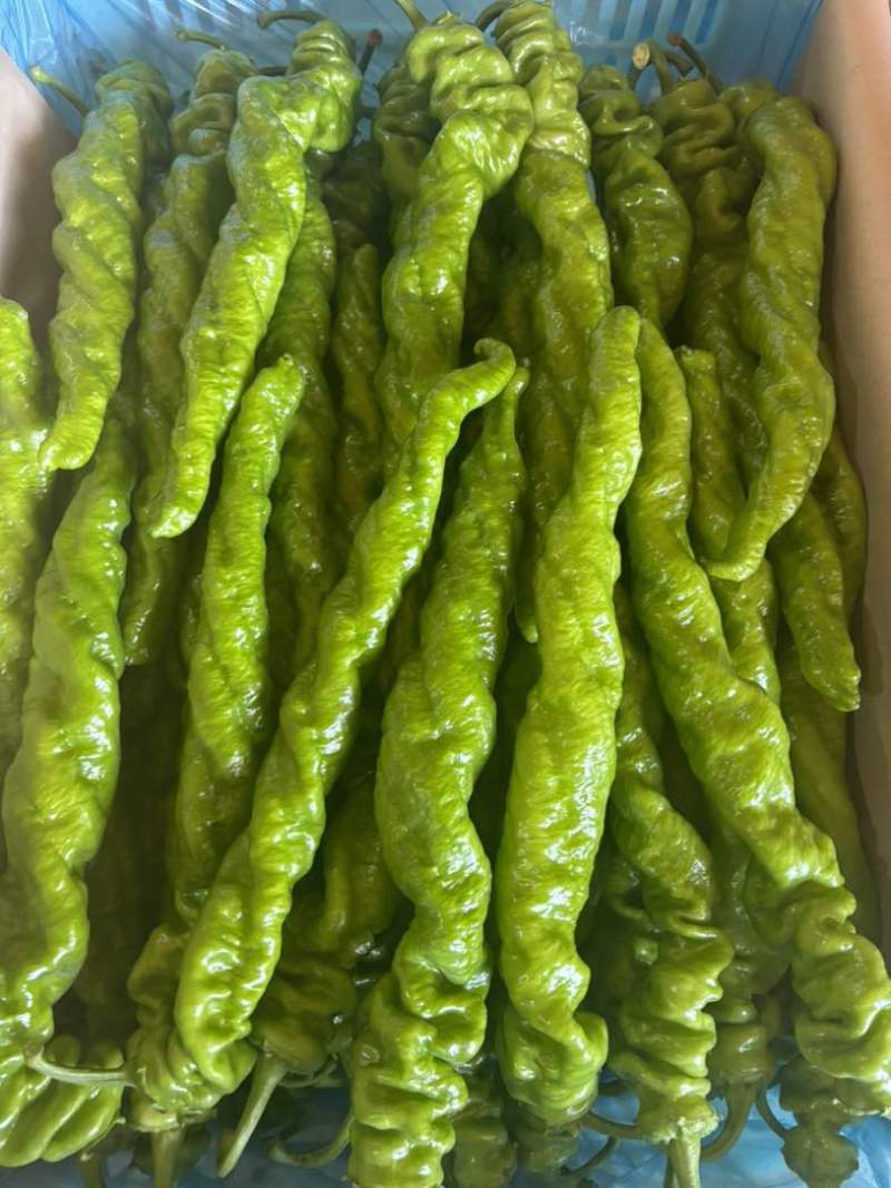 螺丝椒，天天收货，货源地，种植基地