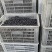 黑枣