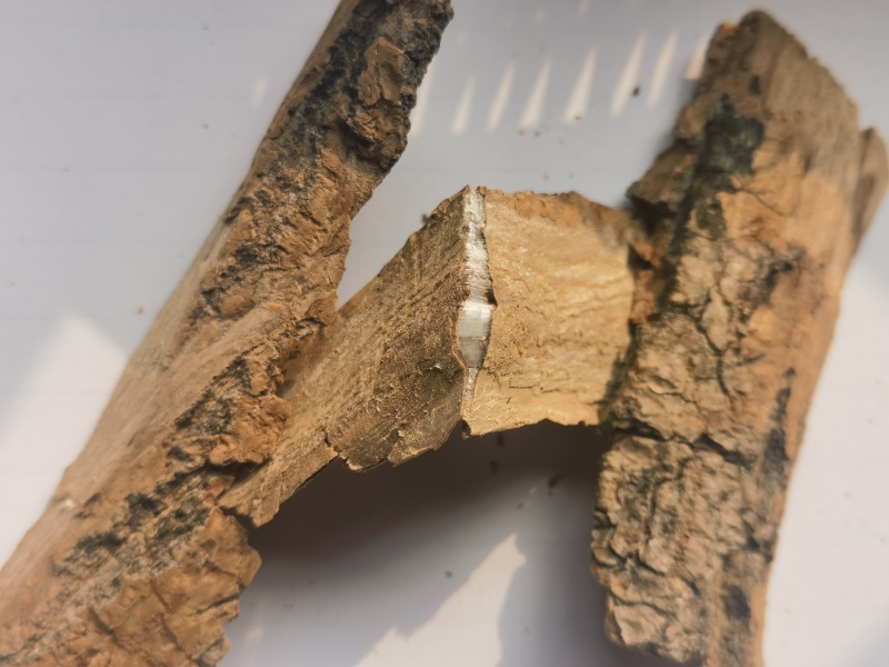出售38年的杜仲大树，并赠送几年几年不等的多棵杜仲树