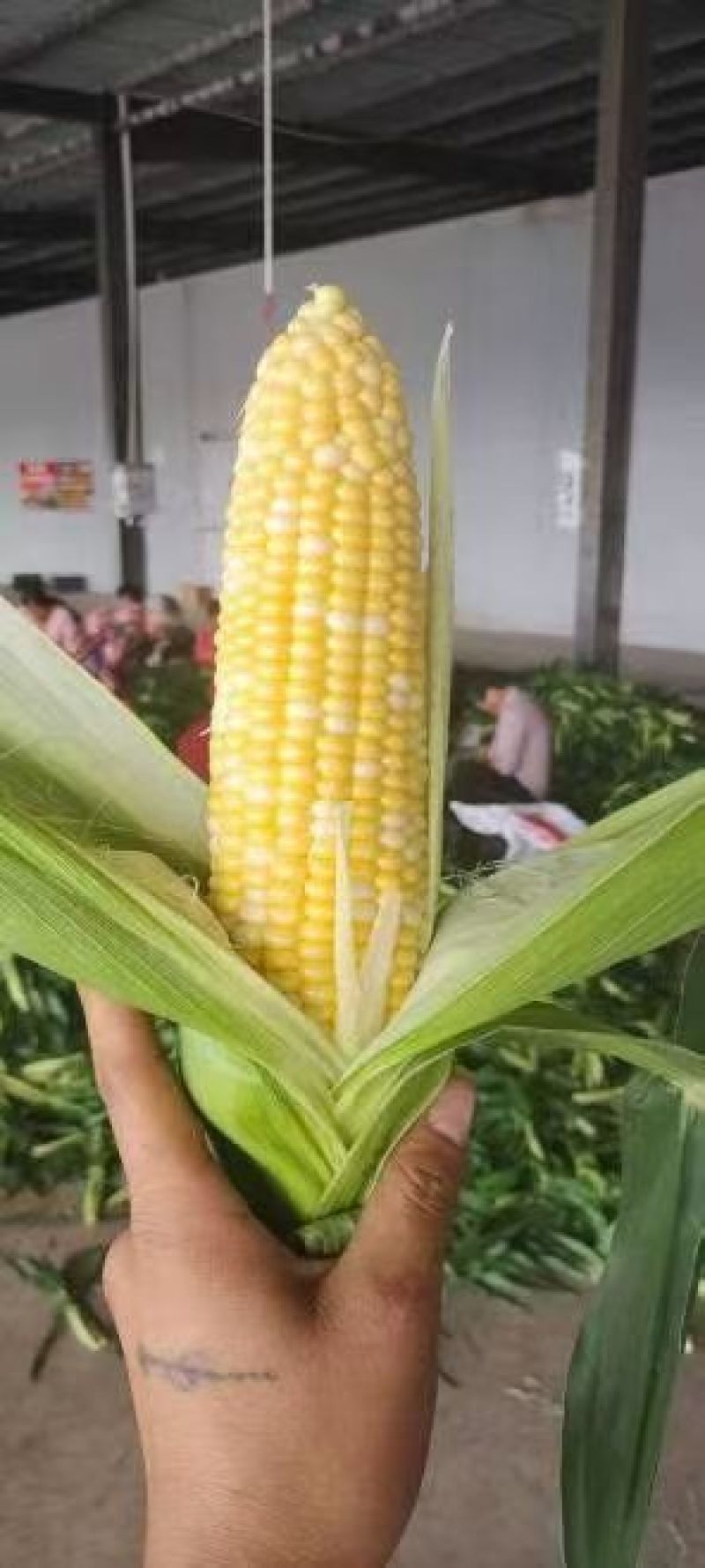 云南水果玉米