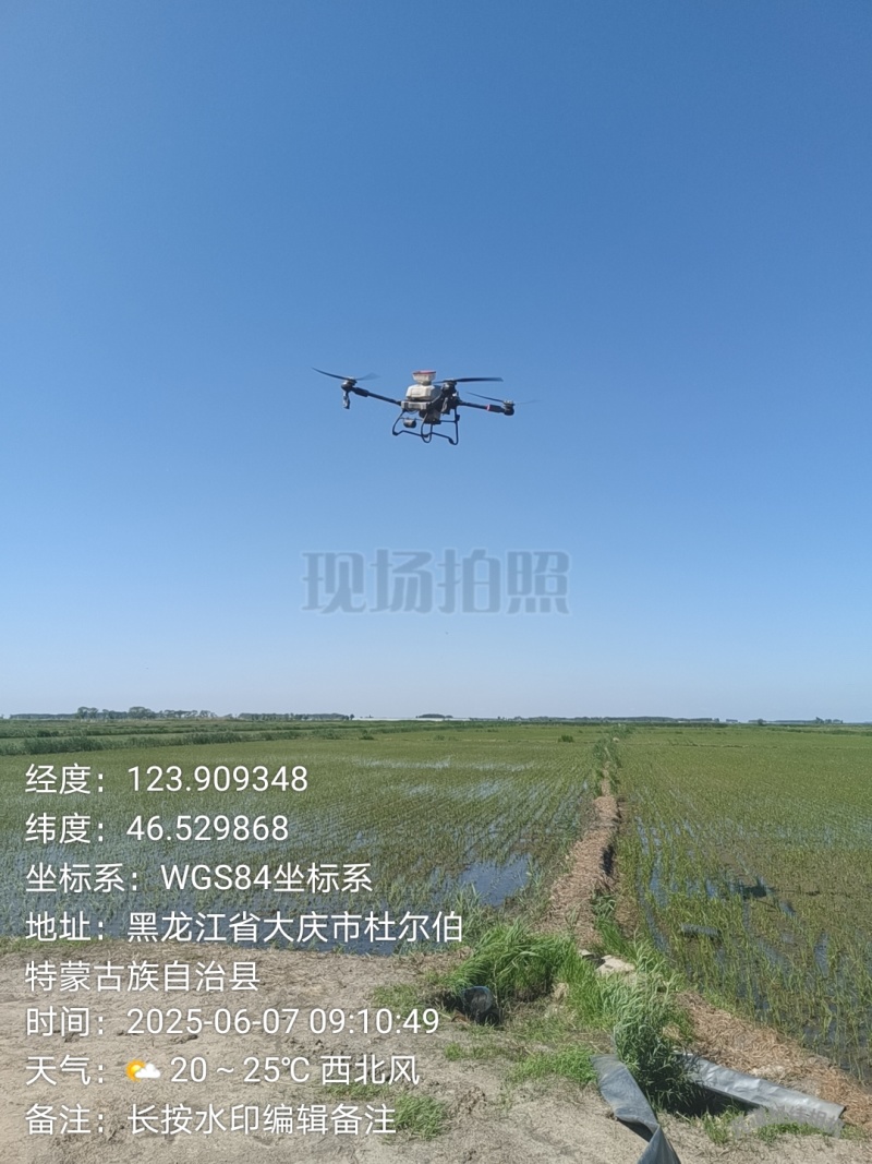 东北大米，嫩江水灌溉，陈旭江湾大米