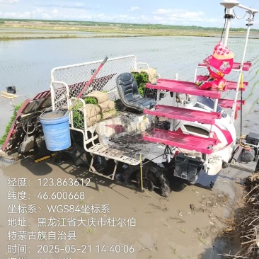 东北大米，嫩江水灌溉，陈旭江湾大米