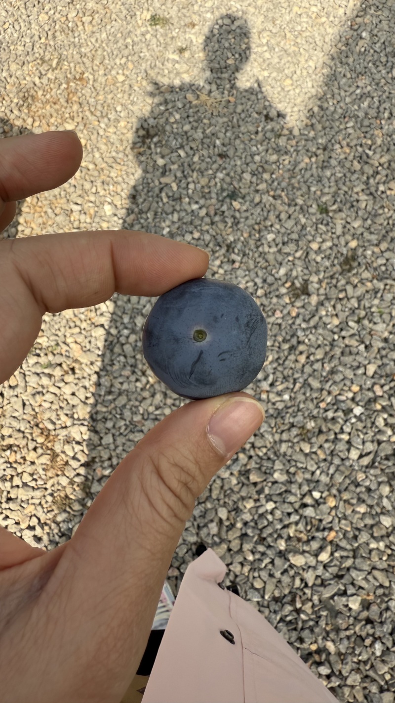 云南蓝莓基地直发12月大量上市，预计600吨产量，需要联系