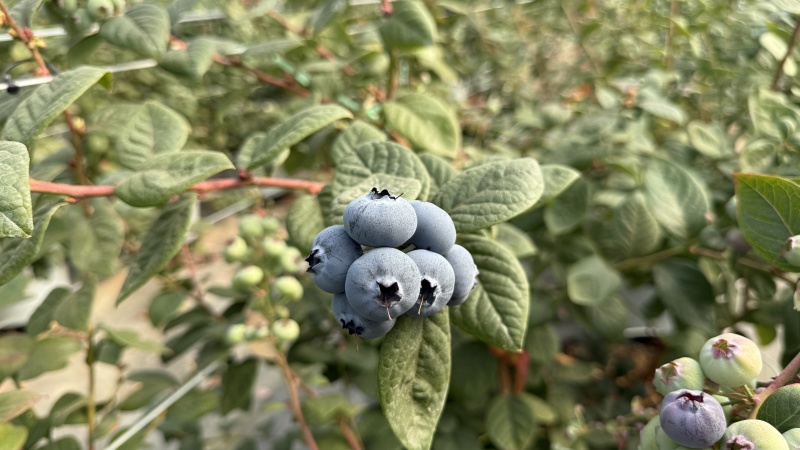 云南蓝莓基地直发12月大量上市，预计600吨产量，需要联系