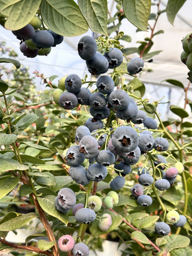 云南蓝莓基地直发12月大量上市，预计600吨产量，需要联系
