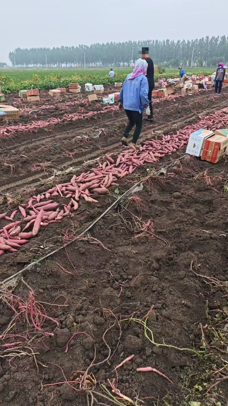 红瑶鲜薯，量大从优，欢迎天下客