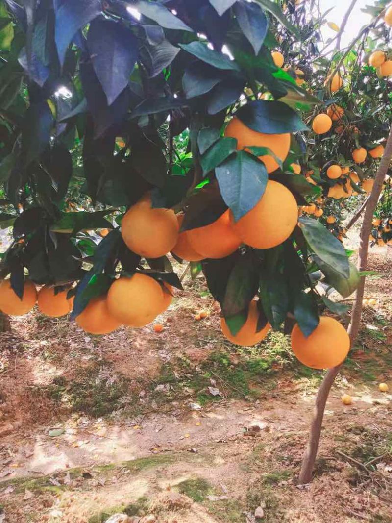 湖南麻阳冰糖橙