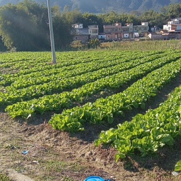 潮州芥菜