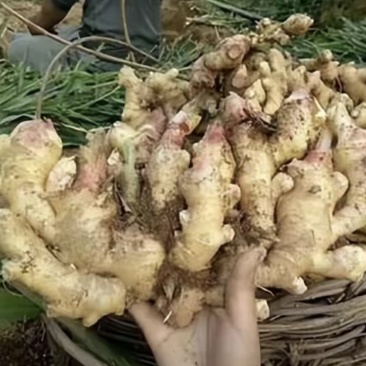 小黄生姜，自家种植