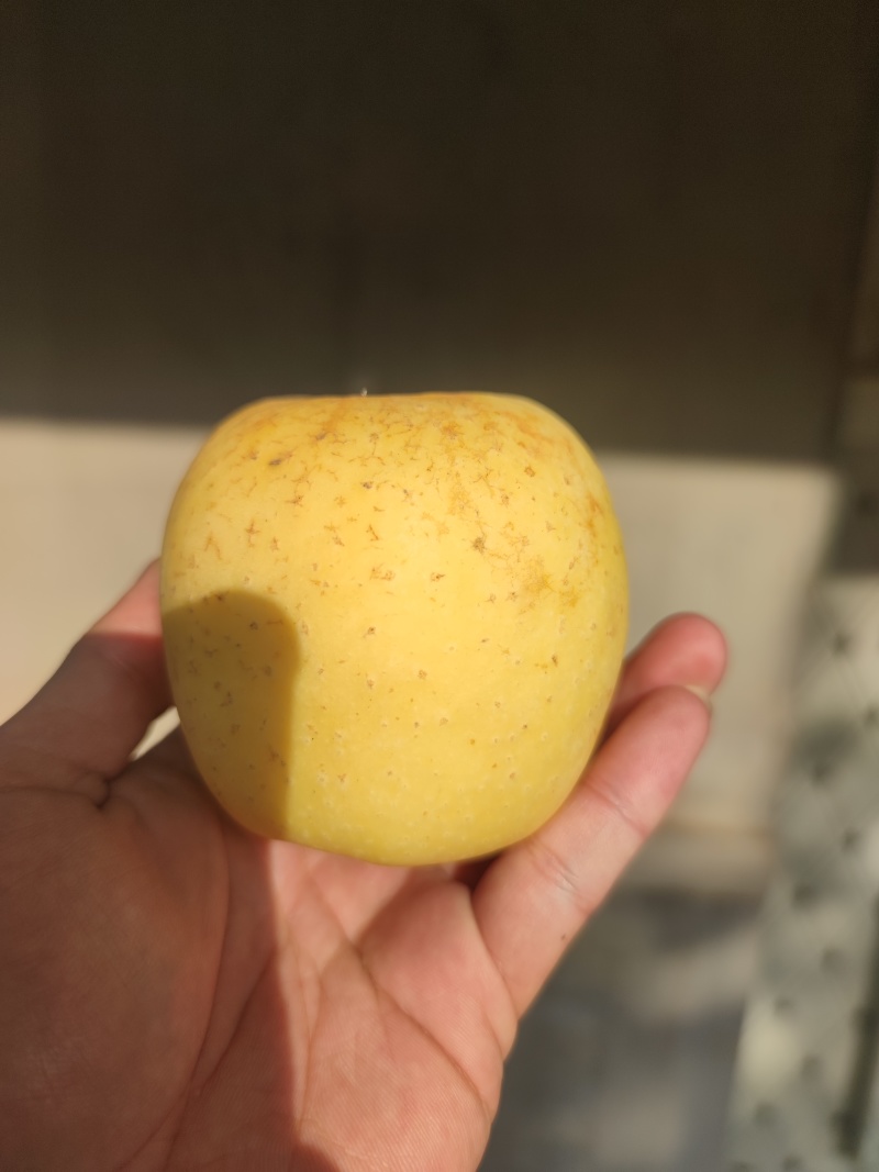 黄金维纳斯苹果