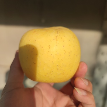 黄金维纳斯苹果