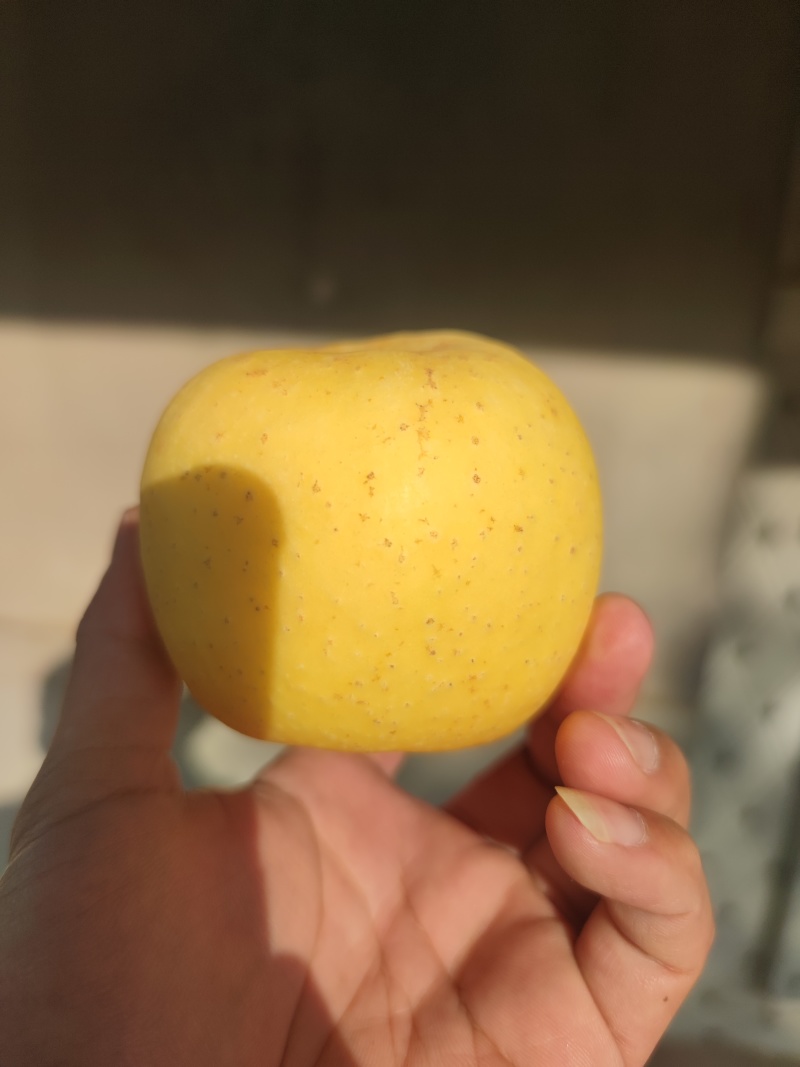 黄金维纳斯苹果