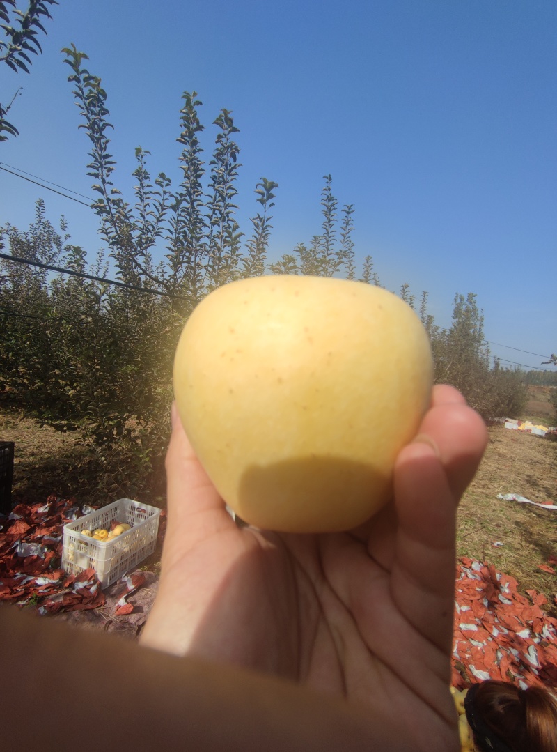 黄金维纳斯苹果
