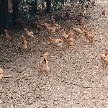 2年左右的土鸡