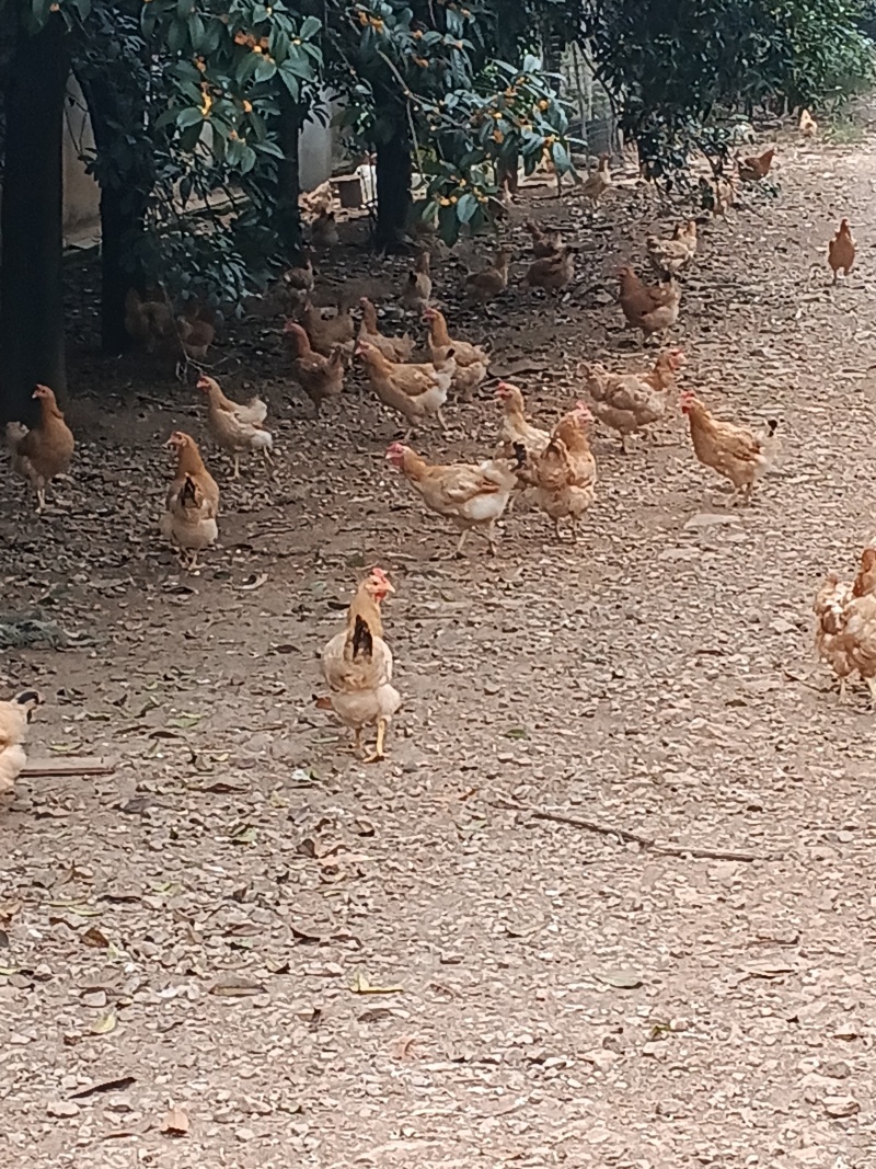 2年左右的土鸡