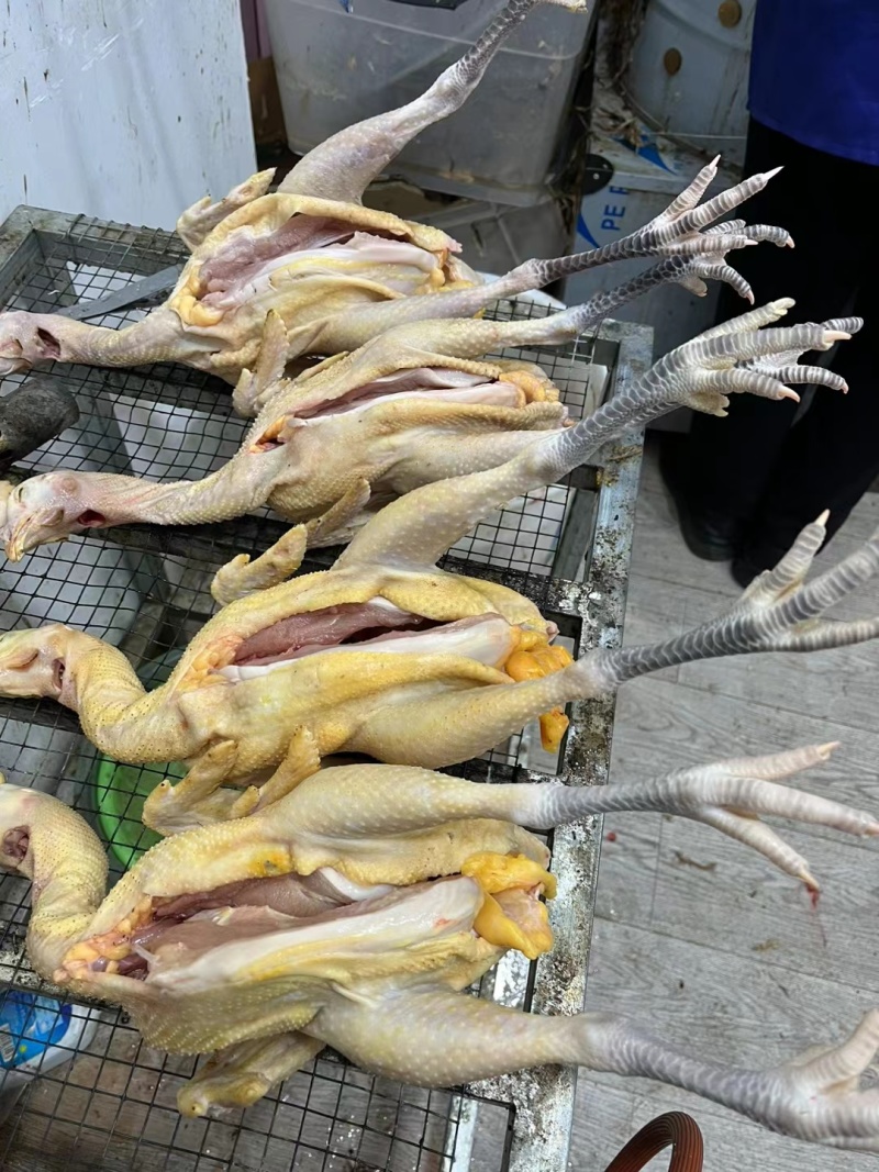 2年左右的土鸡