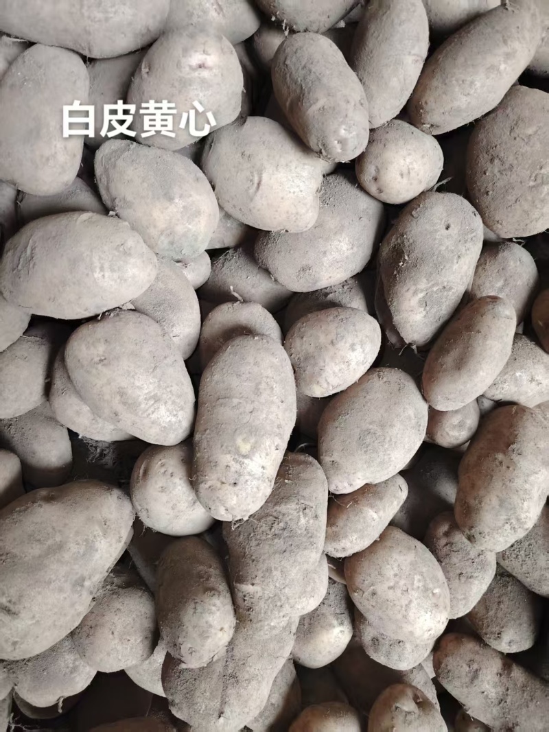 贵州威宁土豆老黄心