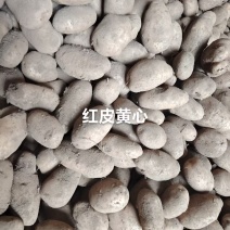 贵州威宁土豆老黄心