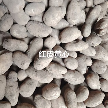 贵州威宁土豆老黄心