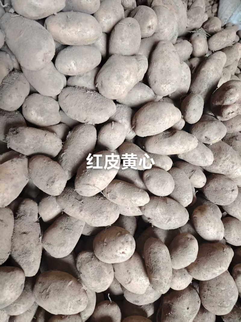 贵州威宁土豆老黄心