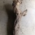 野生鲜葛根