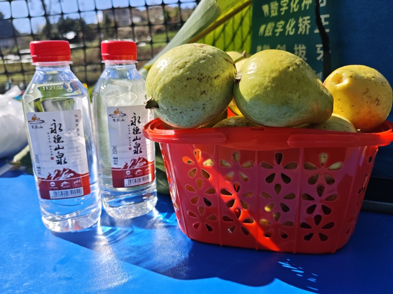 永德老品种番石榴