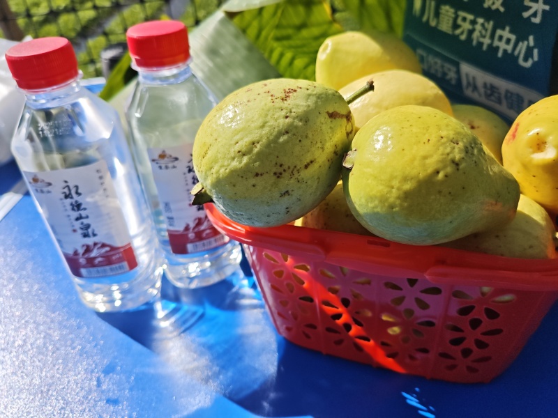 永德老品种番石榴