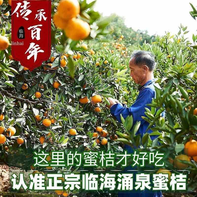 浙江柑橘