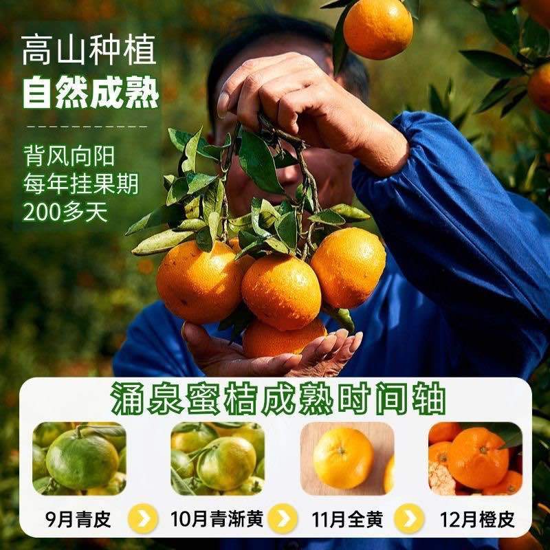 浙江柑橘